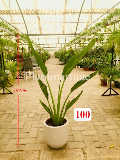 Plantmartuae.com -
