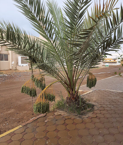 Green coast garden Madame Bothainah - Dubai -