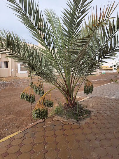 Green coast garden Madame Bothainah - United Arab Emirates|Al Bidyah - Fujairah|C8HV+Q6H