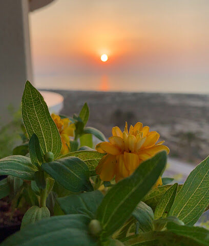 AL HAMRA BEAUTIFY THE GARDENS - Dubai - +971 55 916 6235