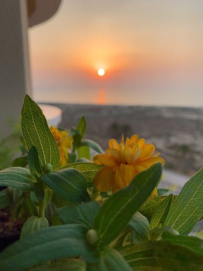AL HAMRA BEAUTIFY THE GARDENS - United Arab Emirates|Al Dhait South - Ras al Khaimah