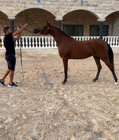 M1 Stable - Dubai - +971 50 619 3336