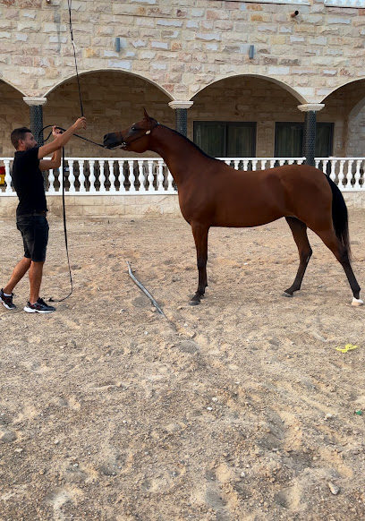 M1 Stable - United Arab Emirates|Al Hiyar - Abu Dhabi|Unnamed Road