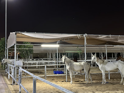 Reem stable - Dubai - +971 50 101 0153
