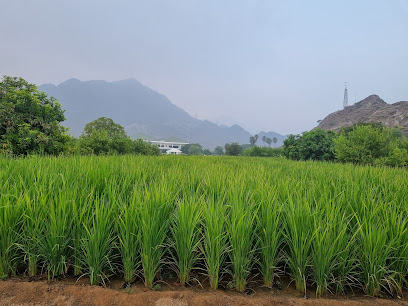 Dhadna Farm - Ajman -