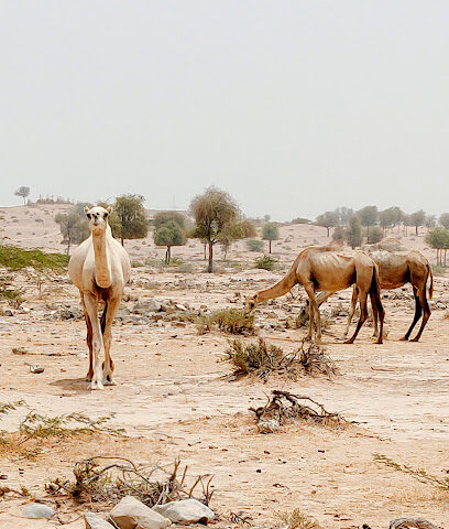 Ketby Camel Farm - Ajman - +971 50 306 3777