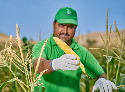 Vegberry Farms - Ajman - +971 4 264 3264