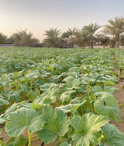 Farm duck egg - Ajman -