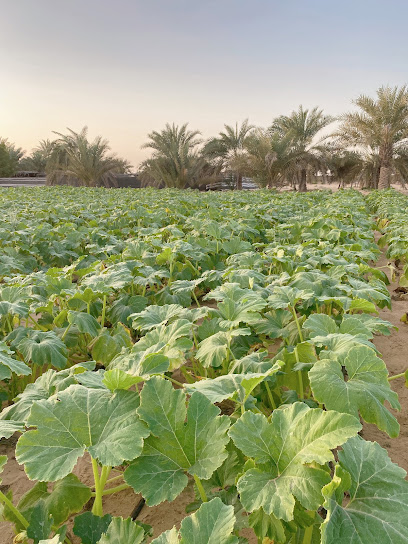 Farm duck egg - United Arab Emirates|Al Rahba - Abu Dhabi|14 Lane 514