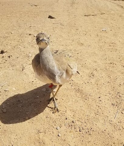 Al Ain National Farm - Ajman -