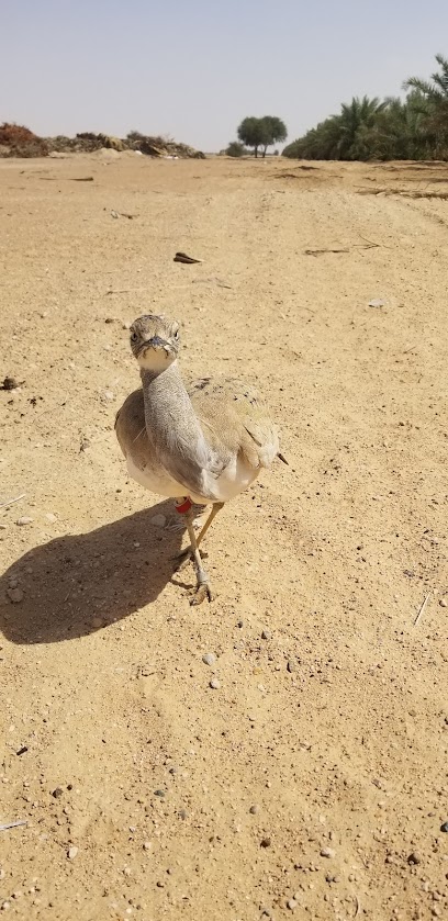 Al Ain National Farm - United Arab Emirates|Abu Dhabi|Unnamed Road|5CH7+R8Q
