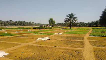 Private Farm - Ajman -