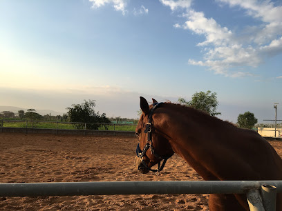 Alammar arabian horse stud - Dubai - +971 56 253 4444
