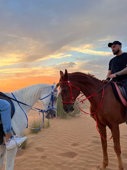UAE Horses - United Arab Emirates|Alzubair - Sharjah