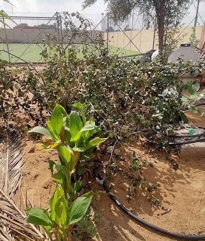 MYTRI Farms, Ajman - Ajman - +971 52 975 8900