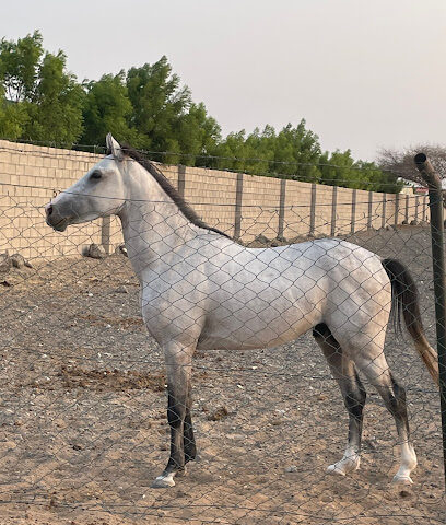 مزرعة حسن يعقوب - Ajman -