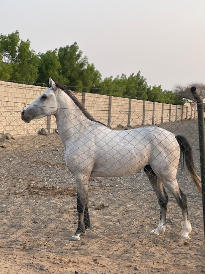 مزرعة حسن يعقوب - United Arab Emirates|Sharjah|6WGJ+2GJ