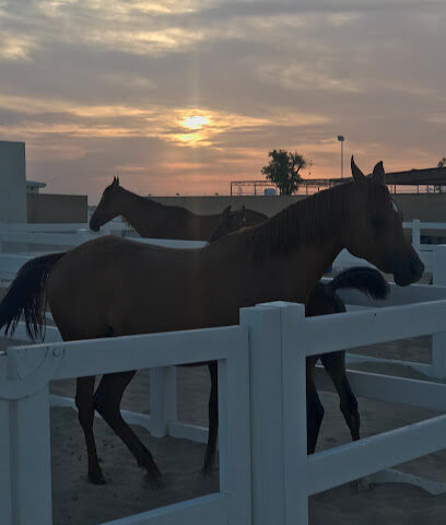 Al Qubaisi Stables - Dubai - +971 50 611 7719