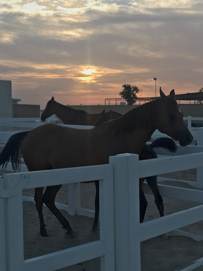 Al Qubaisi Stables - United Arab Emirates|Abu Dhabi|Unnamed Road|5QGJ+R25