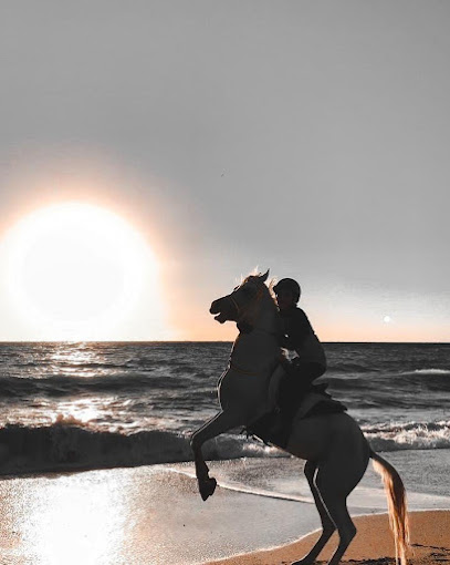 RD Stables - United Arab Emirates|Fujairah|Unnamed Road|99M3+6XW