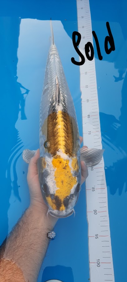 Koi Planet - United Arab Emirates|Sharjah|Unnamed Road