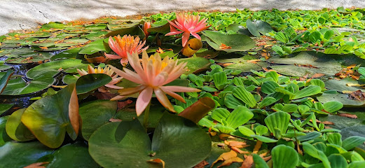 Balcony Garden - Ajman -