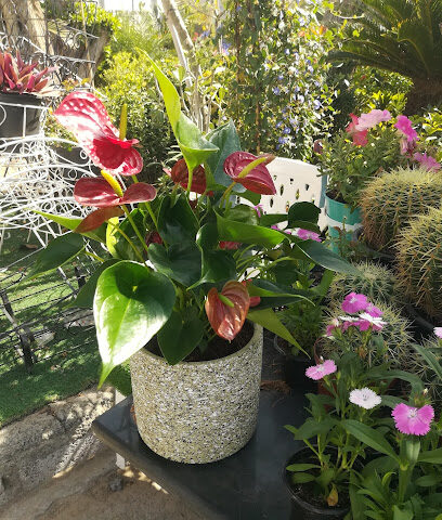 Pots and Plants - Ajman - +971 52 773 4462