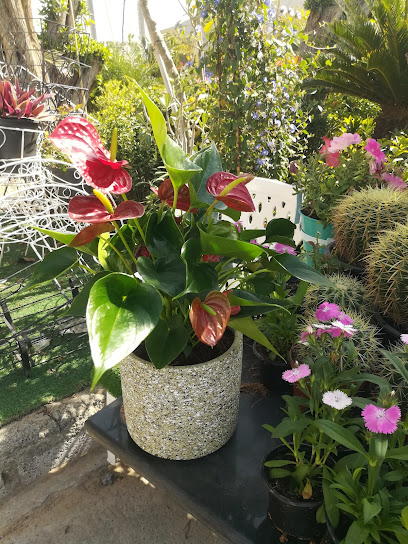 Pots and Plants - United Arab Emirates|X5W4+M42Green Community Village - DubaiUnited