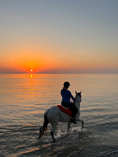 A7 STABLES - United Arab Emirates|Fujairah|Murbah Beach