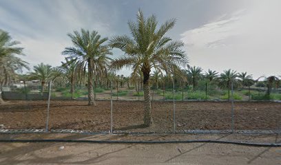مزرعة يوسف بن عرب - Ajman -