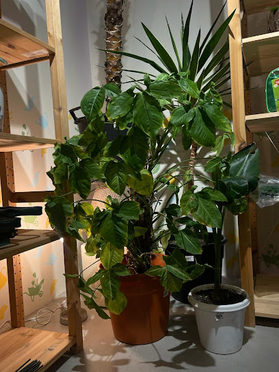 Stump Plants - United Arab Emirates|Abu Dhabi|83 88th St - Al Salamat - Al Salamat 1 - AlAin