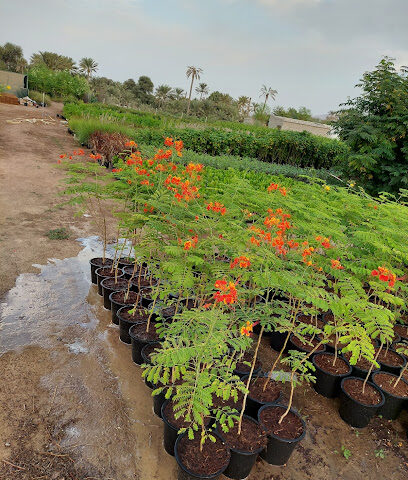 Desert palm nursery - Ras al Khaimah -