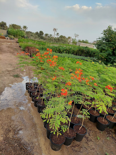 Desert palm nursery - United Arab Emirates|Sambareed - Fujairah|J73F+WW