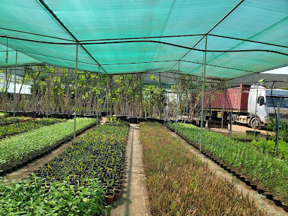 Gulf Landscapes Nursery - Ras al Khaimah - +971 55 962 3044