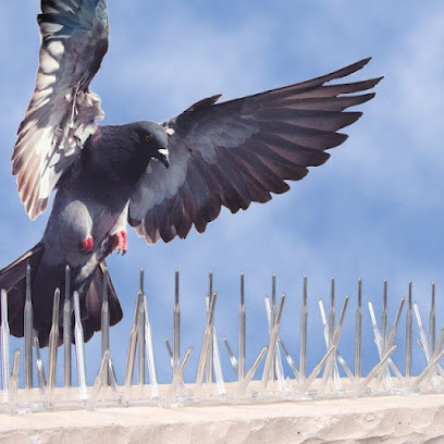 شركة مكافحة حشرات شركة مكافحة الحمام مكافحة الرمة راجو كلين sharikat mukafahat hasharat sharikat mukafahat alhamaam - Ras al Khaimah - +971 54 565 3190