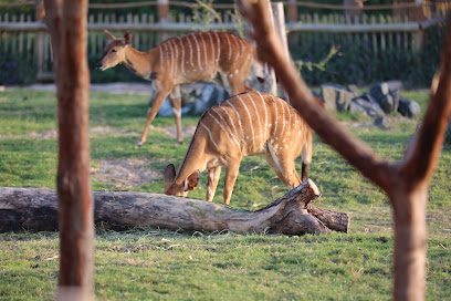 Tiger Mazra - Ras al Khaimah -