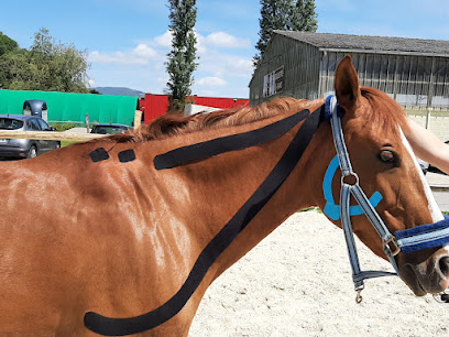 Caroline Dupont Zayani Animal Osteopath (Horse, dog, cat...) - Fujairah - +971 50 608 3801