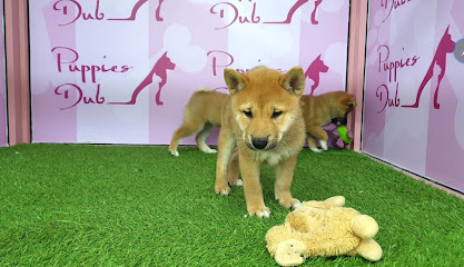 Puppies Dub - Ras al Khaimah - +971 55 834 9250