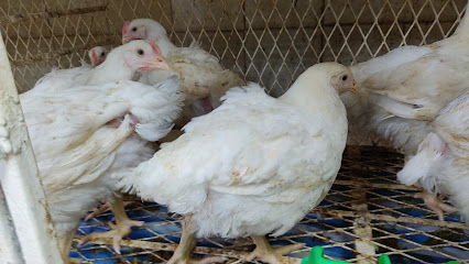 Al Maher Sale OF Poultry - Ras al Khaimah - +971 52 223 1817