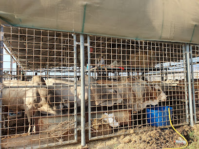 Livestock Market Ras Al Khaimah - Dubai - +971 52 911 2894