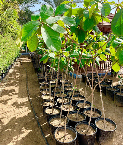 Green Belt Nursery - Ras al Khaimah - +971 6 593 1596