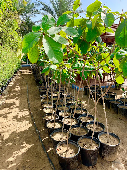 Green Belt Nursery - United Arab Emirates|Industrial Area - Industrial Area 12 - Sharjah|8C5M+X5Q