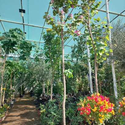The Green Valley nursery - Ras al Khaimah - +971 52 273 5117