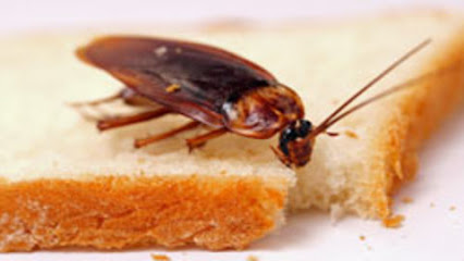 Cockroaches Control Sharjah - Ras al Khaimah - +971 6 521 5008