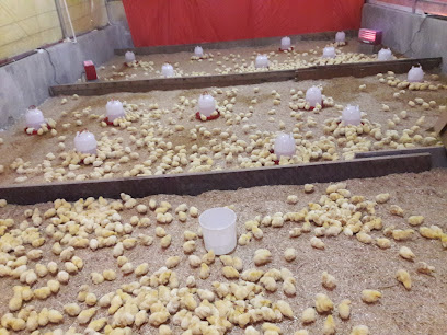 Al-Zaid Chicken Company - Ras al Khaimah - +971 6 882 8222