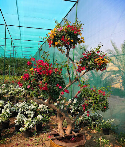 Najam al sahraa - Ras al Khaimah - +971 50 191 1549