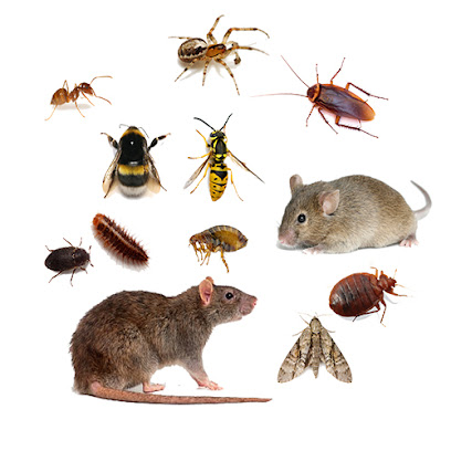 Quick Pest Control - Ras al Khaimah - +971 52 302 7440