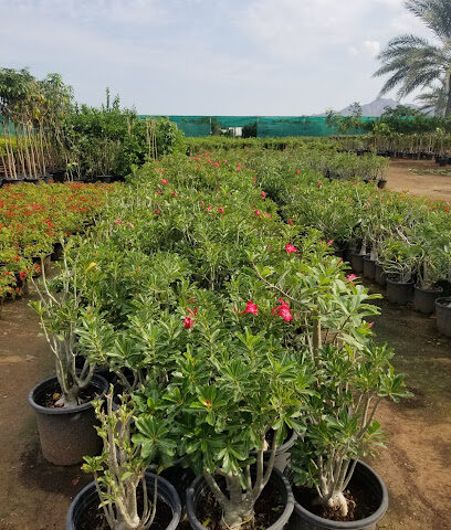 Green grass Seed and Seedling Nursery LLC - Ras al Khaimah - +971 58 122 2390