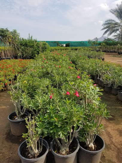 Green grass Seed and Seedling Nursery LLC - United Arab Emirates|Fujairah|Wam Road|H7V2+H65