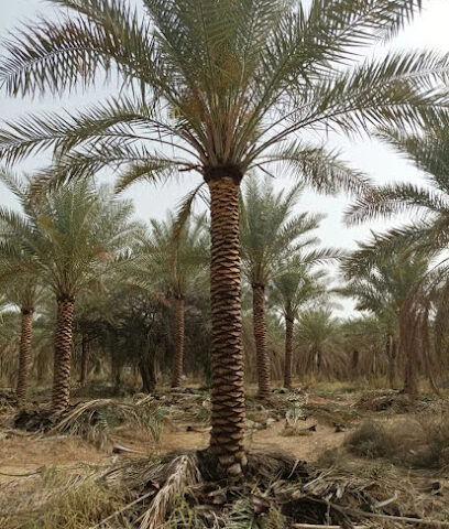 Palm tree Growers | Dubai - Dubai - +971 50 859 3679